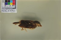 藏品(麻雀)的圖片